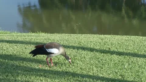Duck pan up to palm reflected on water 動画素材 10915755