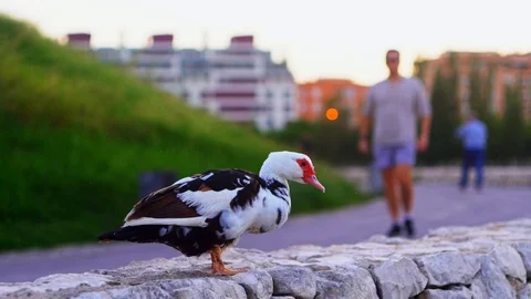 Duck in the park cleans its feathers, slow-motion shooting Stock Footage 112209143