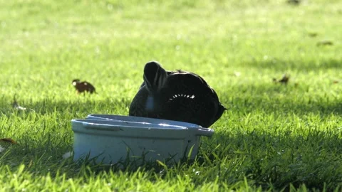 Duck in a park drinking water Stock Footage 201042136