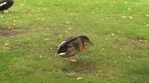 Duck in Park Stock Footage 1062813