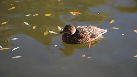 Duck in the park Stock Footage 120208707