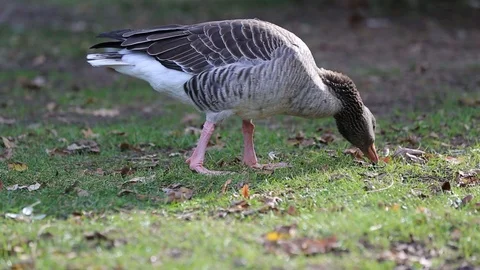 Duck in a park Stock Footage 122138605