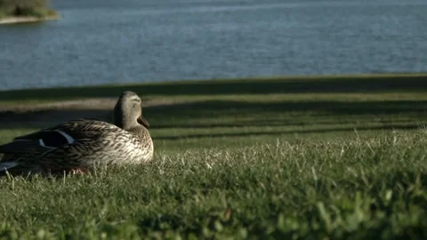 Duck at the Park Video stock 199523392