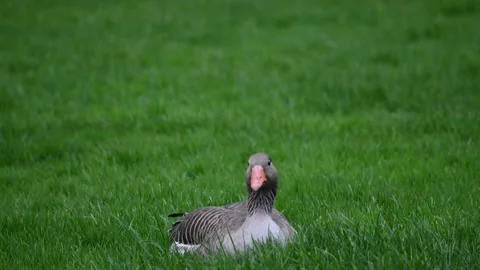 Duck in the park Video stock 271349497