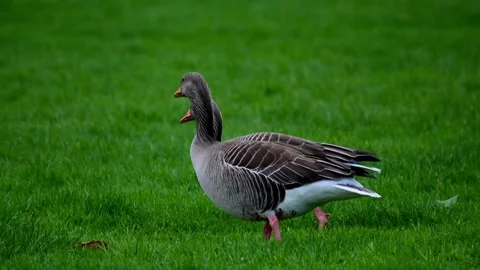 Duck in the park Stock Footage 277825167