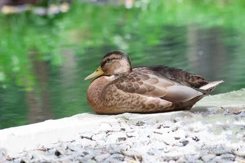 Duck in the park by the lake or river. Nature wildlife mallard duck on a green Stock Photos