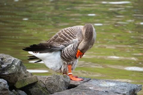 The duck in the park in the lake Stock Photos