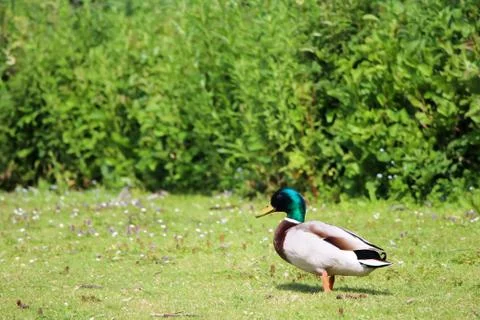 A Duck in Park Stock Photos