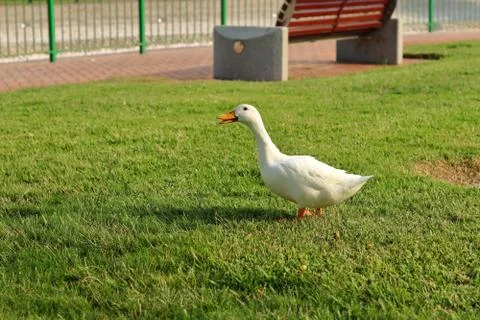 DUCK IN A PARK Stock Photos