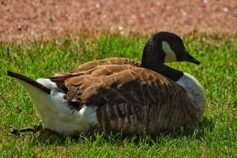 Duck in the park Stock Photos