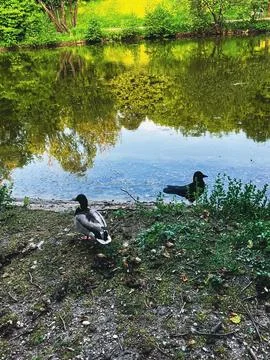 Duck in a Park Stock Photos