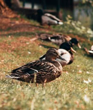 Duck in the park from the side 스톡 사진