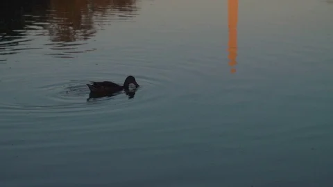 Duck passes in front of reflected DC Washington Monument, tilt, sunset, 4K Vídeos de archivo 71357997