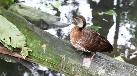 Duck passing motion Stock Footage 7763175