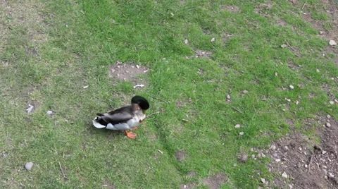 Duck on path 库存影片 34629827