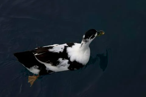 Duck Stock Photos