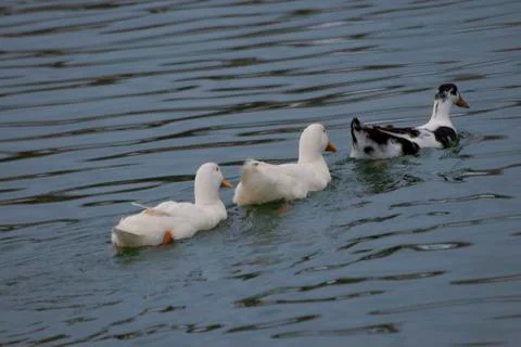Duck Stock Photos