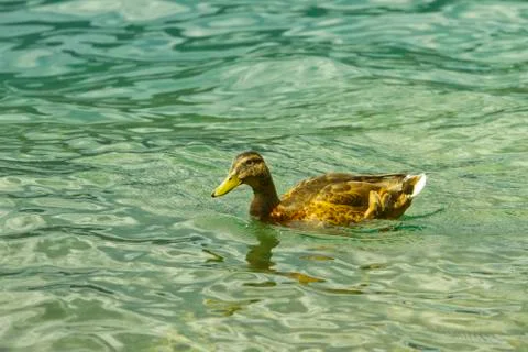 Duck Foto stock