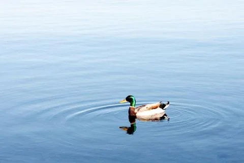 Duck Stock Photos