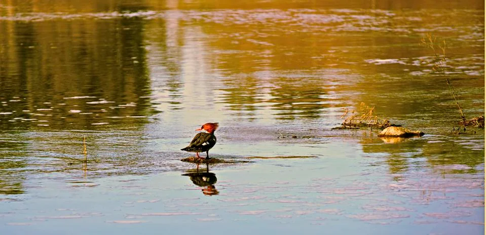 Duck Stockfoto's