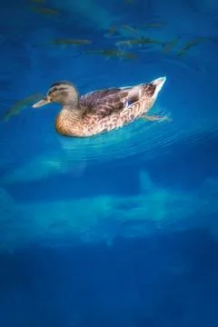 Duck Stock Photos