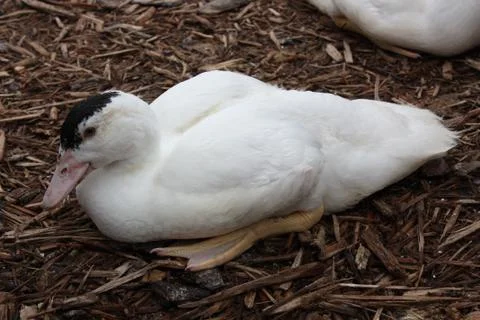A Duck Stock Photos