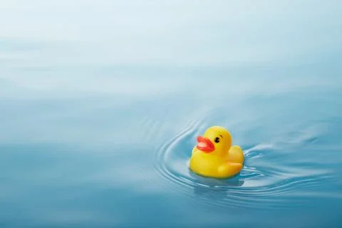 Duck Stock Photos