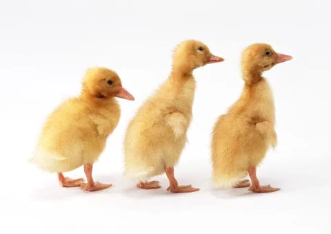 Duck Stock Photos