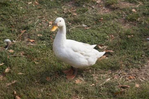 Duck Stock Photos