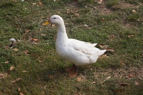 Duck Stock Photos