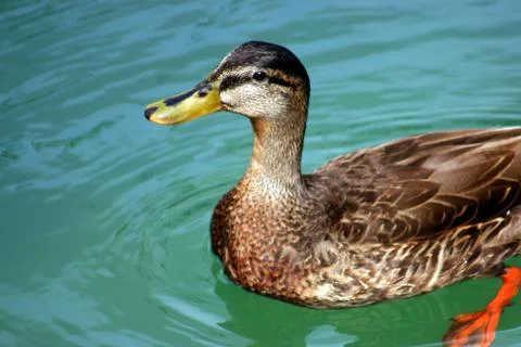 Duck  Stock Photos