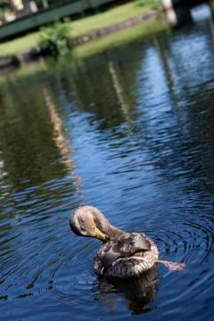 Duck Stock Photos