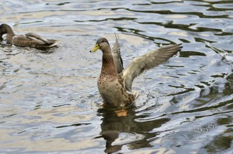 Duck Stock Photos