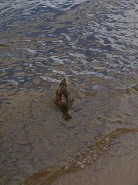 Duck Stock Photos