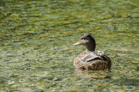 Duck Stock Photos