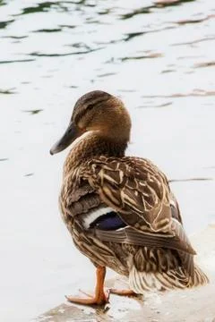 Duck Stock Photos