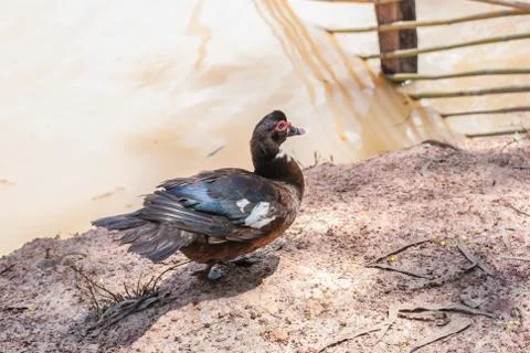 Duck Foto stock