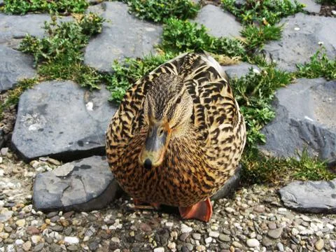 Duck Stock Photos