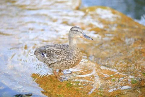 Duck Foto stock