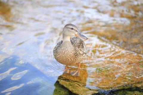 Duck Stock-Fotos