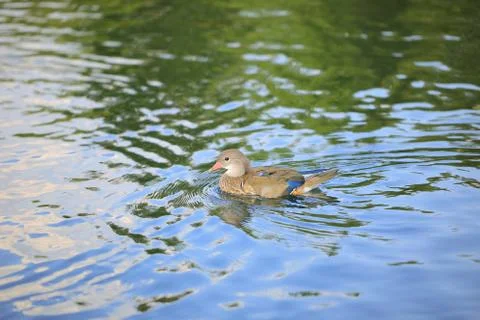 Duck 写真素材