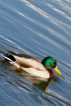 Duck Stock Photos