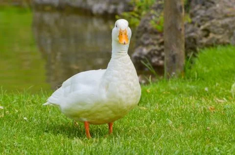 Duck Foto stock