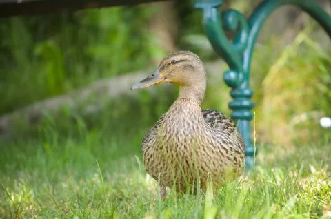 Duck Foto stock