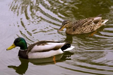 Duck Stock Photos