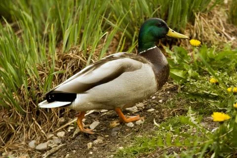 Duck Stock Photos