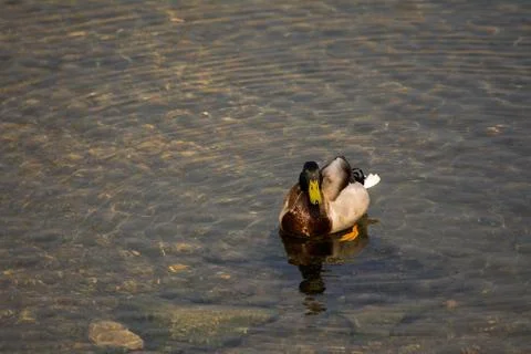 Duck Stock Photos