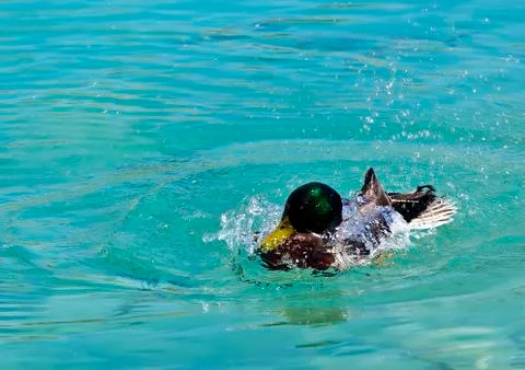 Duck Stock Photos