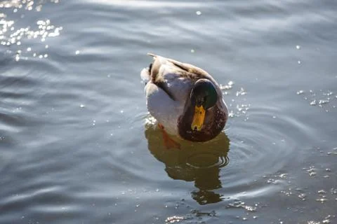 Duck Stock Photos