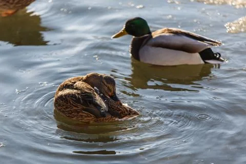 Duck 스톡 사진